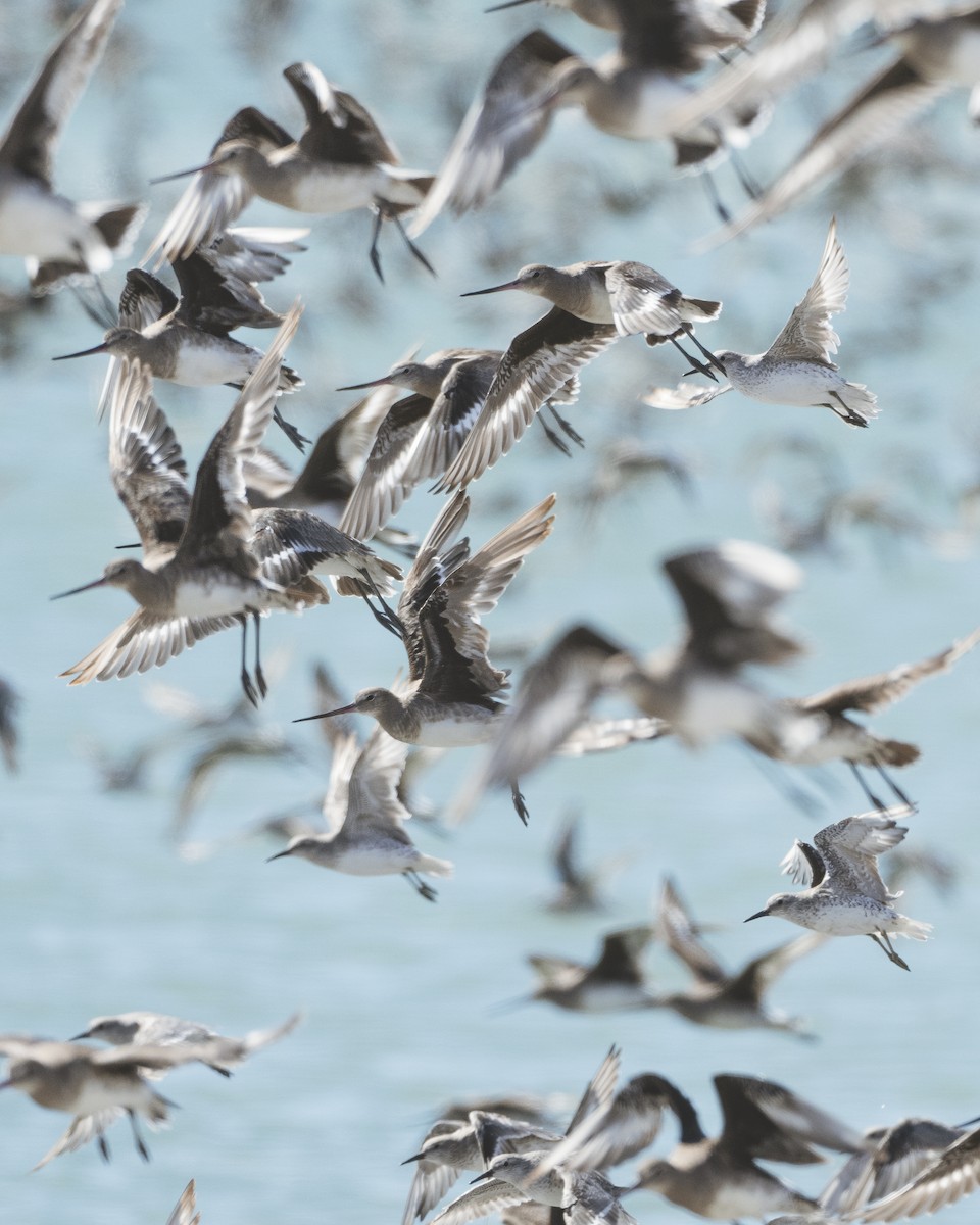 Red Knot - Jorge Vidal Melián