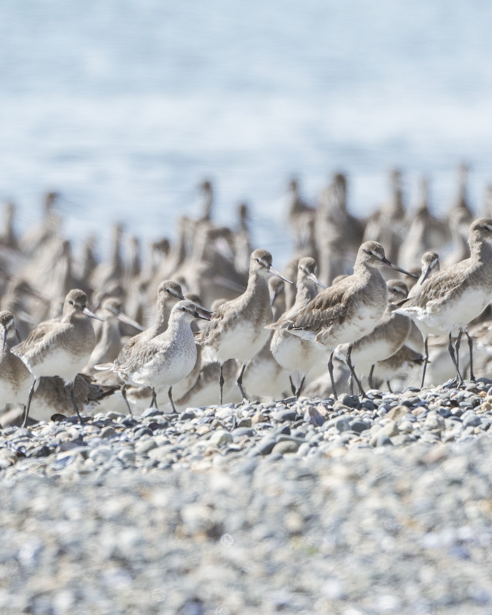 Red Knot - ML612639326