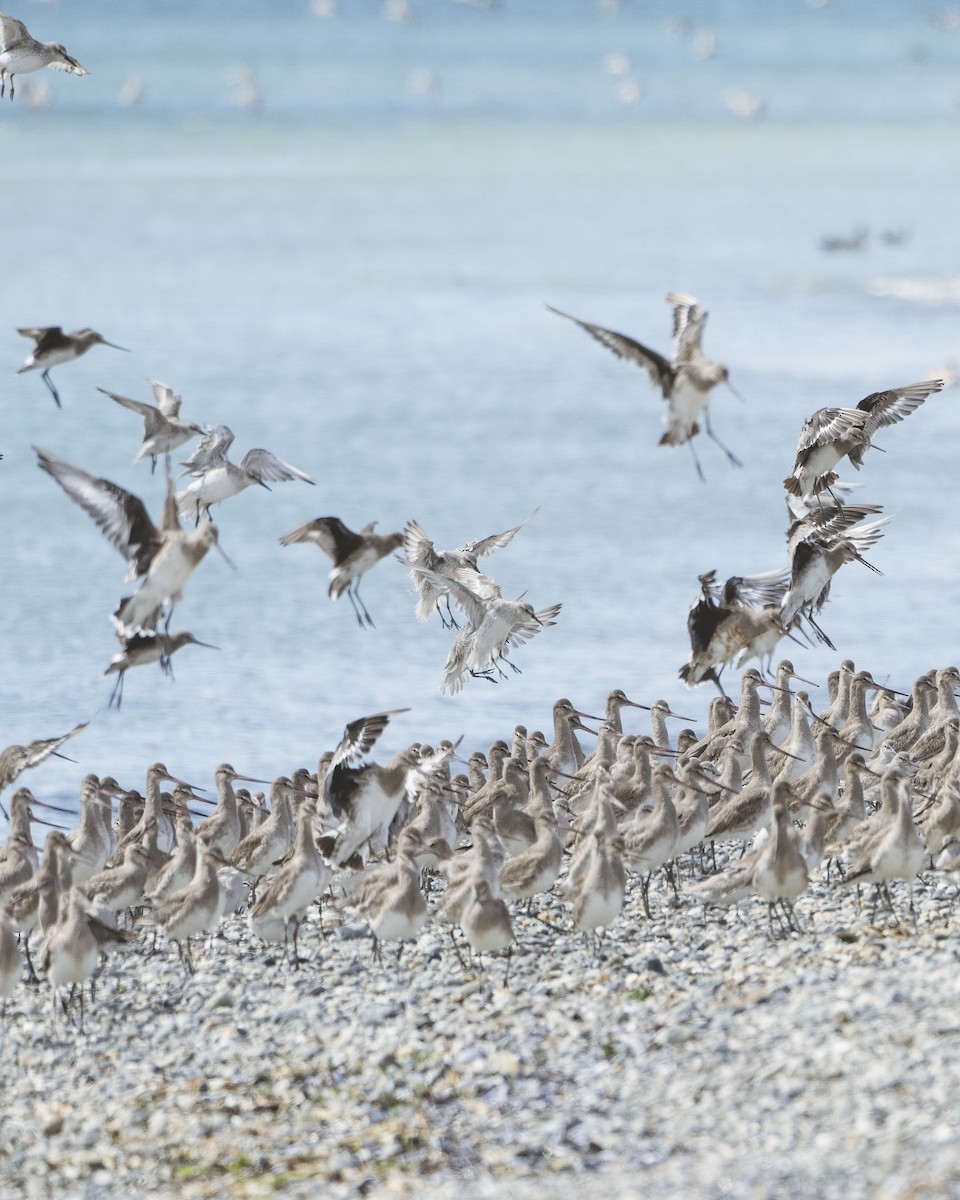 Red Knot - ML612639327