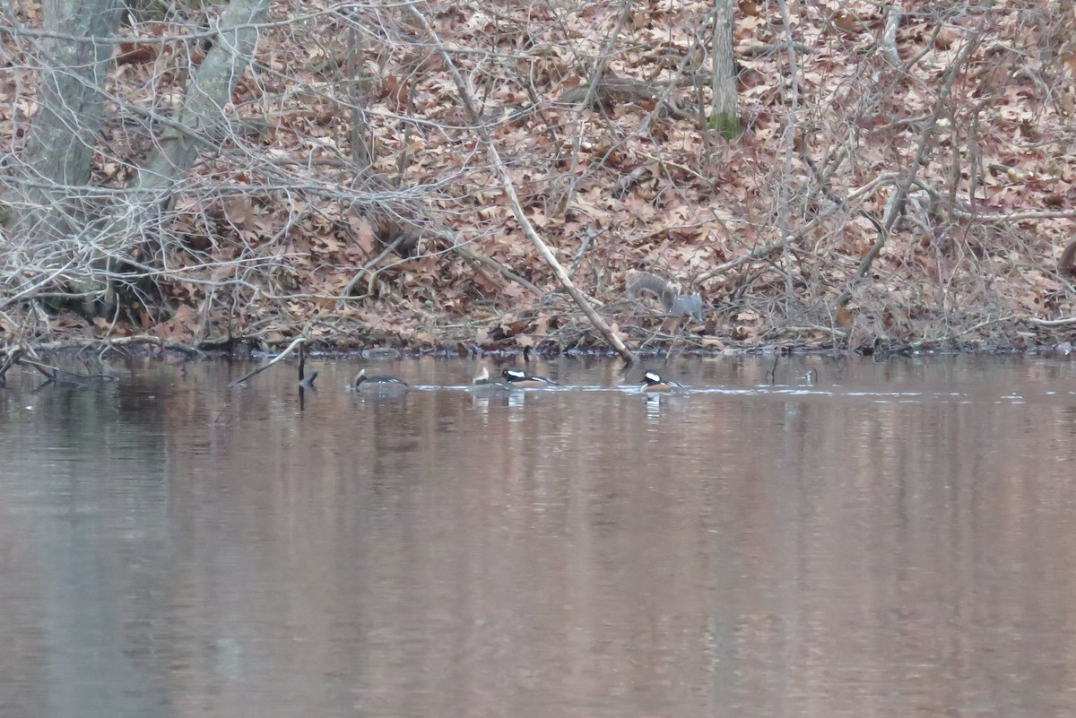 Hooded Merganser - ML612639397