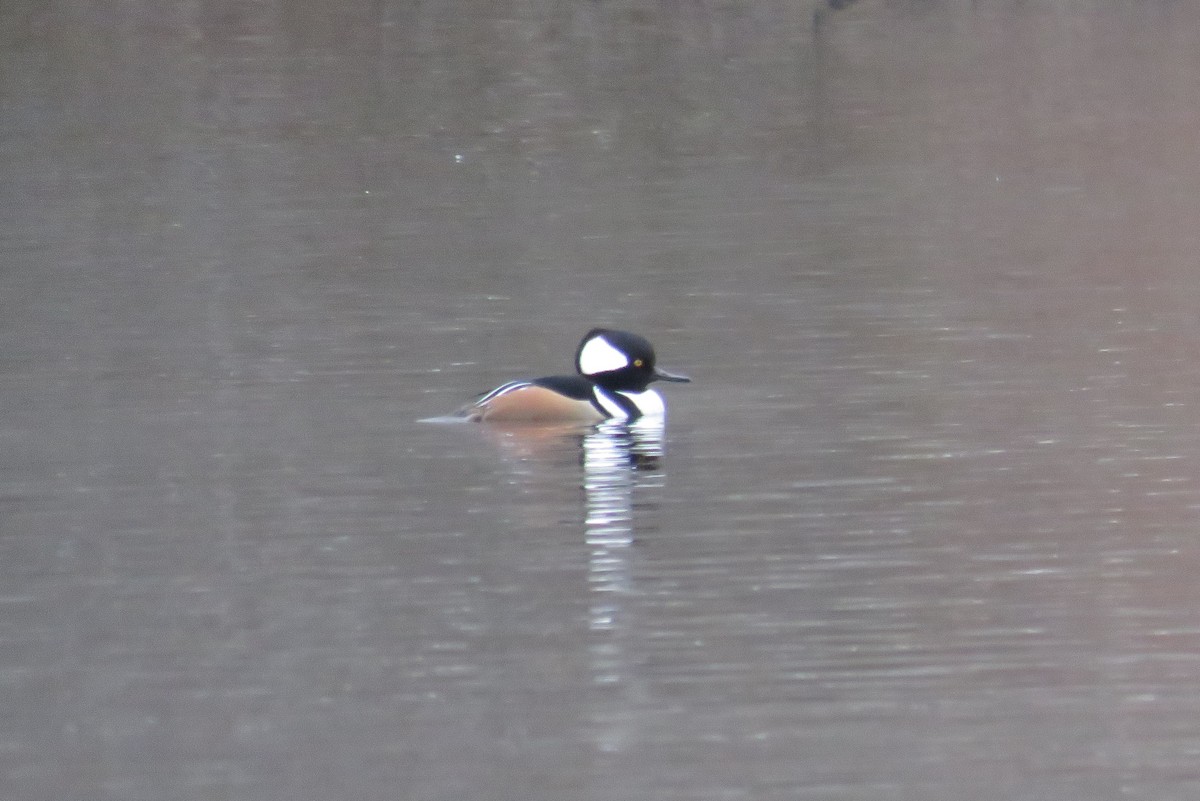 Hooded Merganser - ML612639398