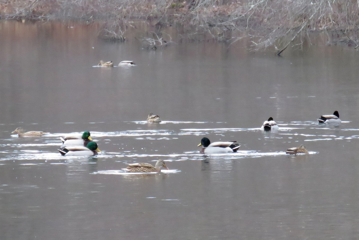 Mallard - ML612639400