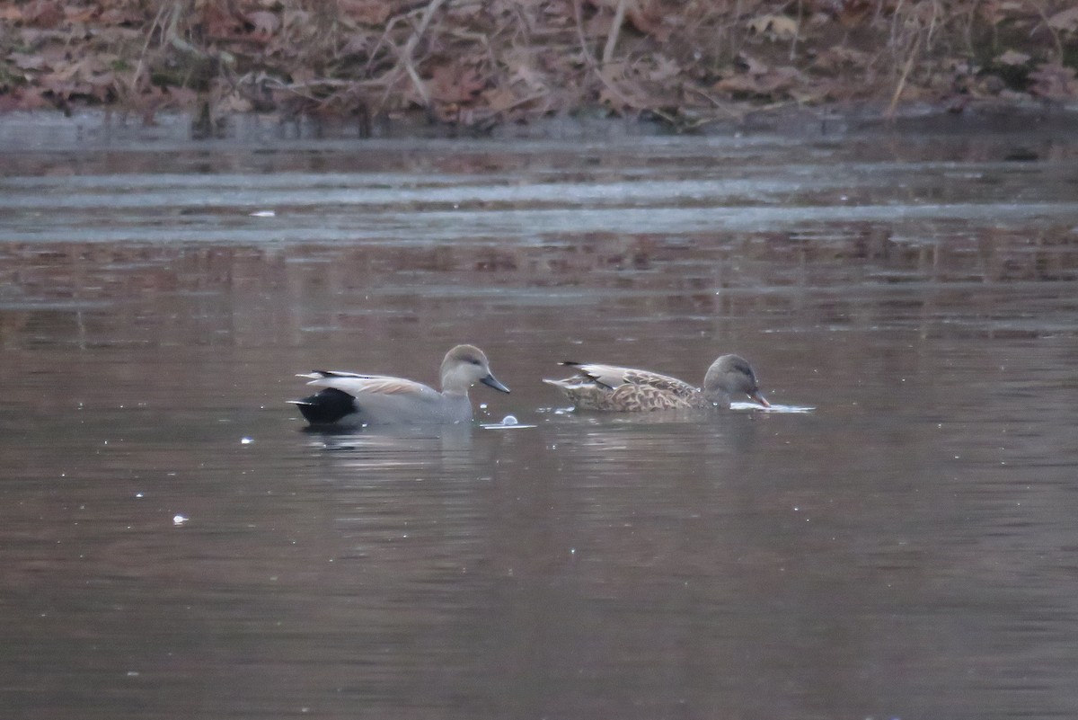Gadwall - ML612639404