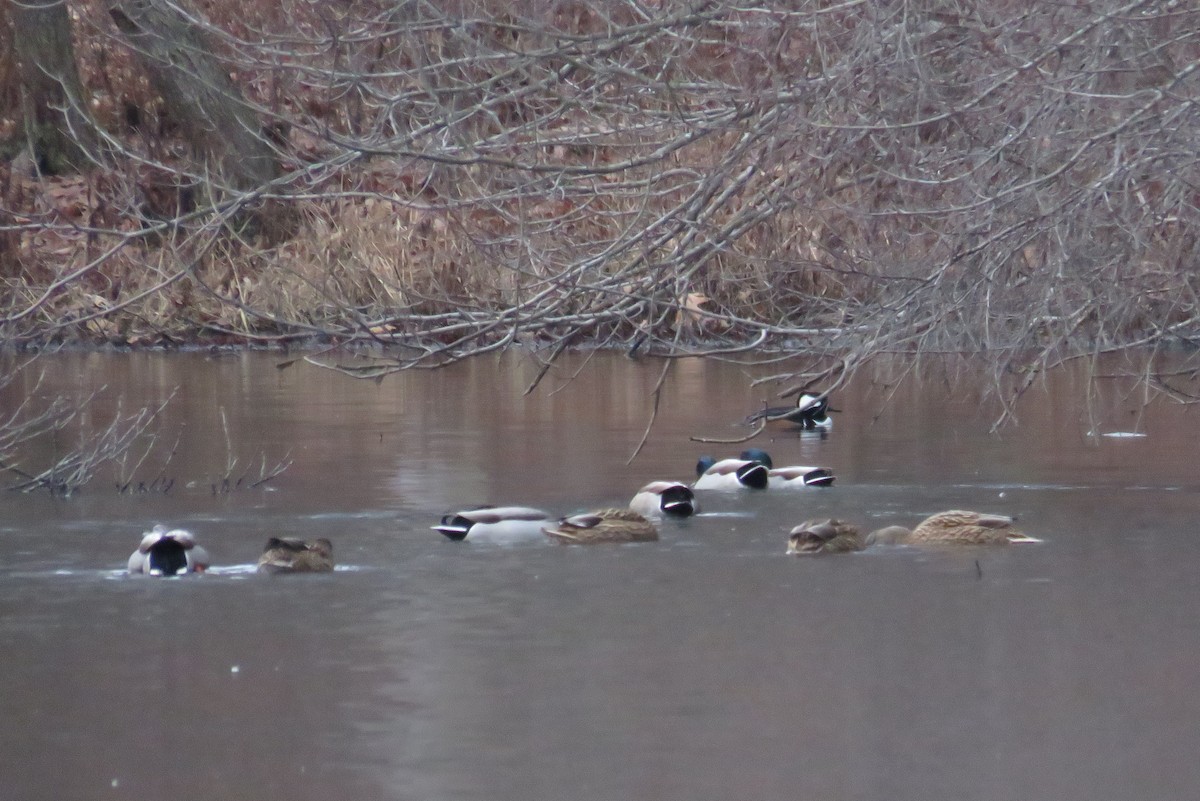 Mallard - ML612639406