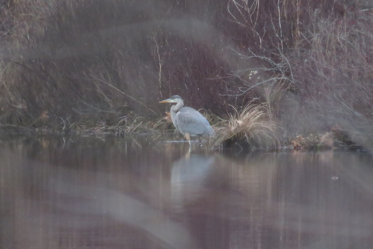 Great Blue Heron - ML612639410