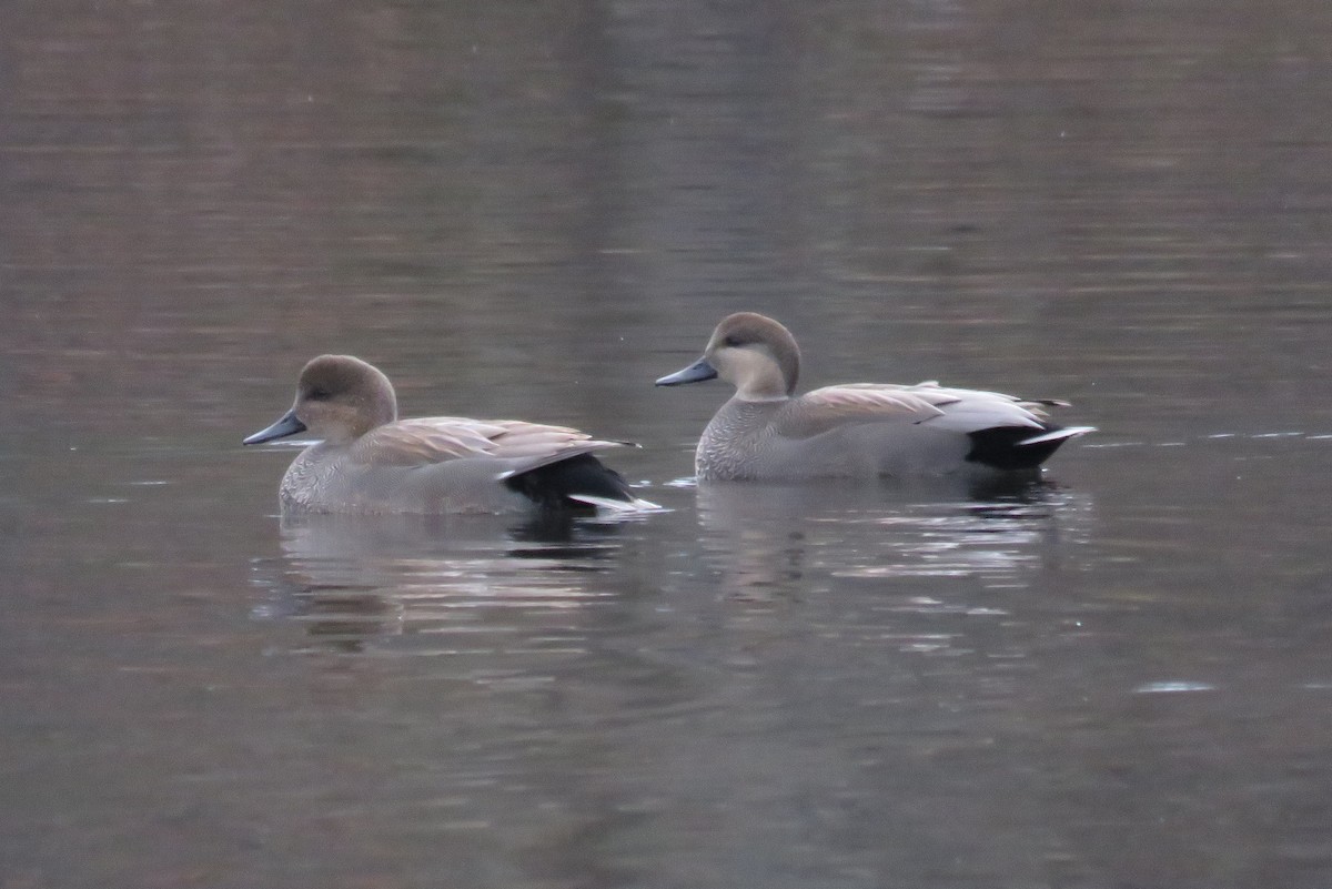 Gadwall - ML612639411