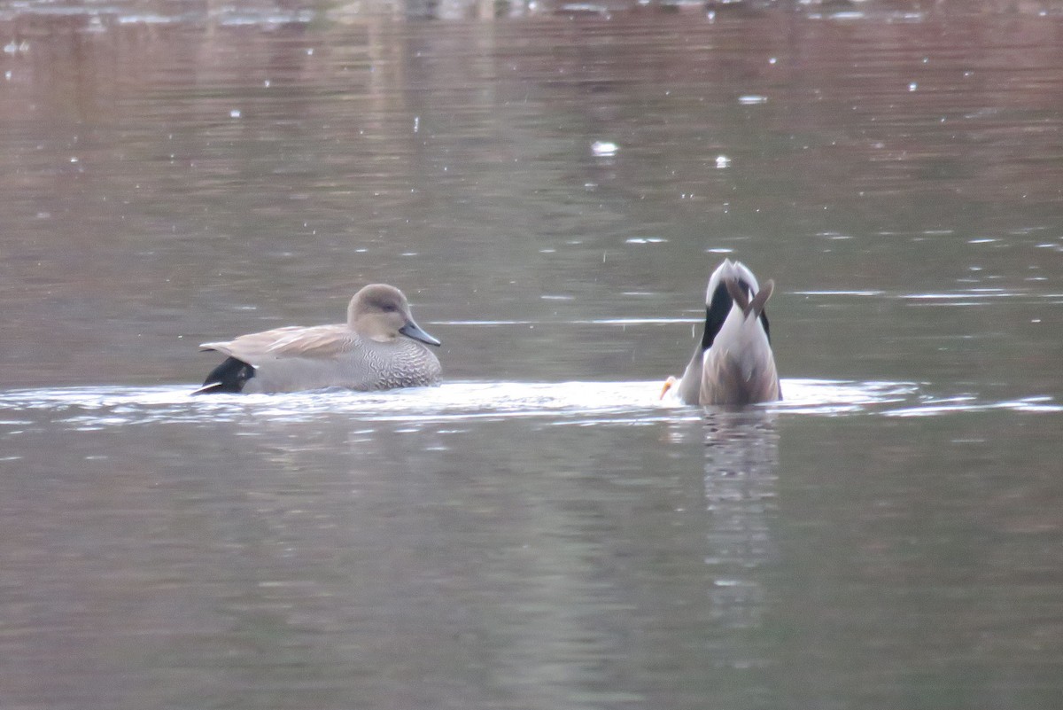 Gadwall - ML612639414