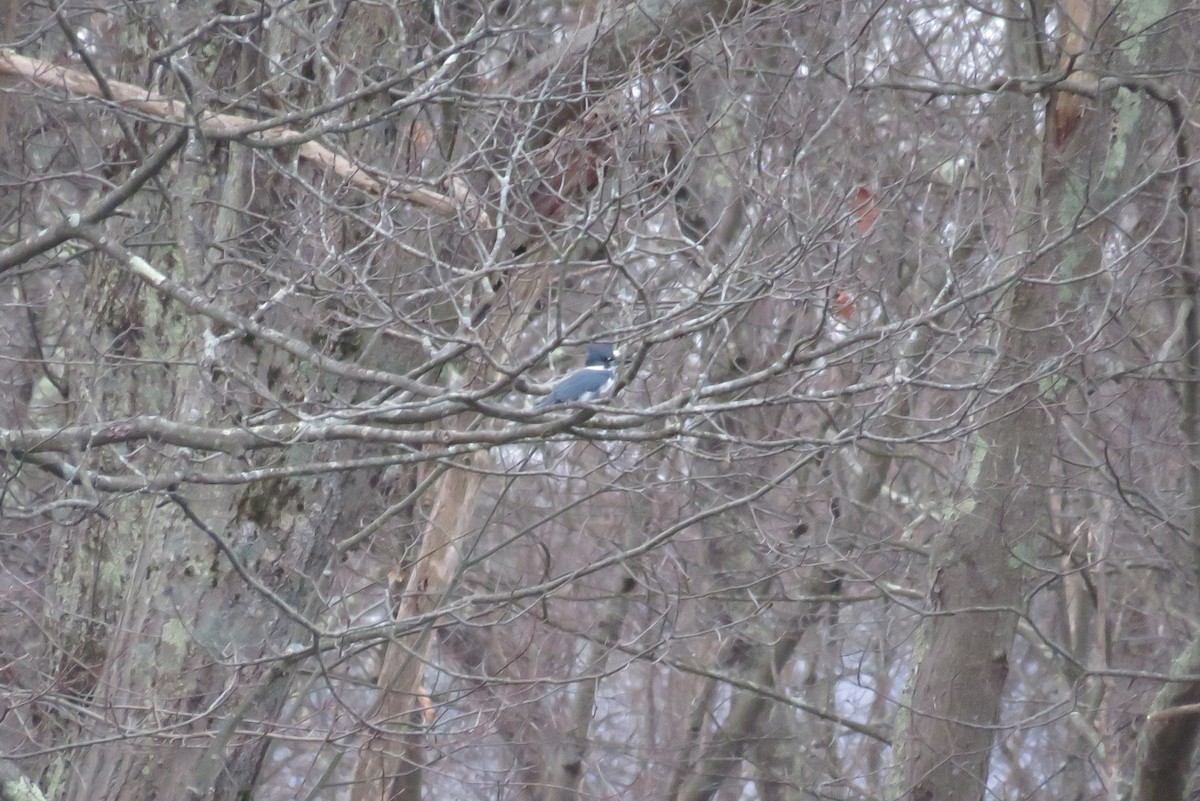Belted Kingfisher - ML612639421