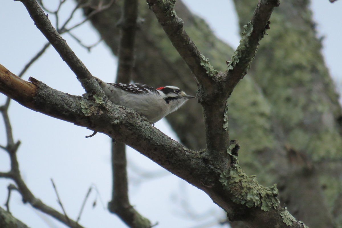 Downy Woodpecker - ML612639426