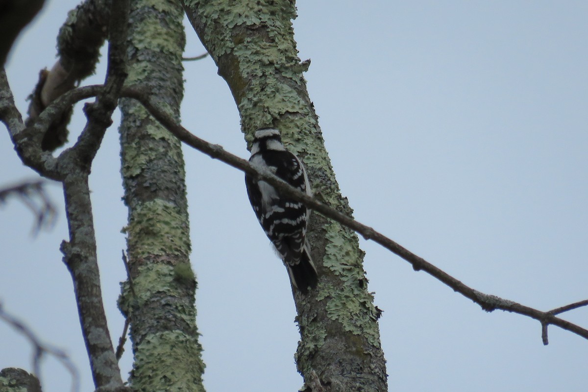 Downy Woodpecker - ML612639430