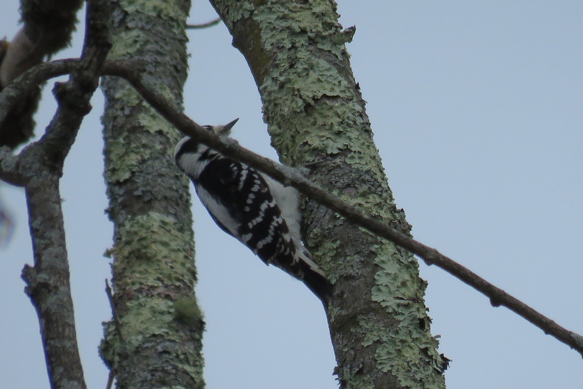 Downy Woodpecker - ML612639431