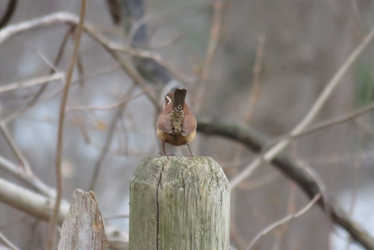 Carolina Wren - ML612639435