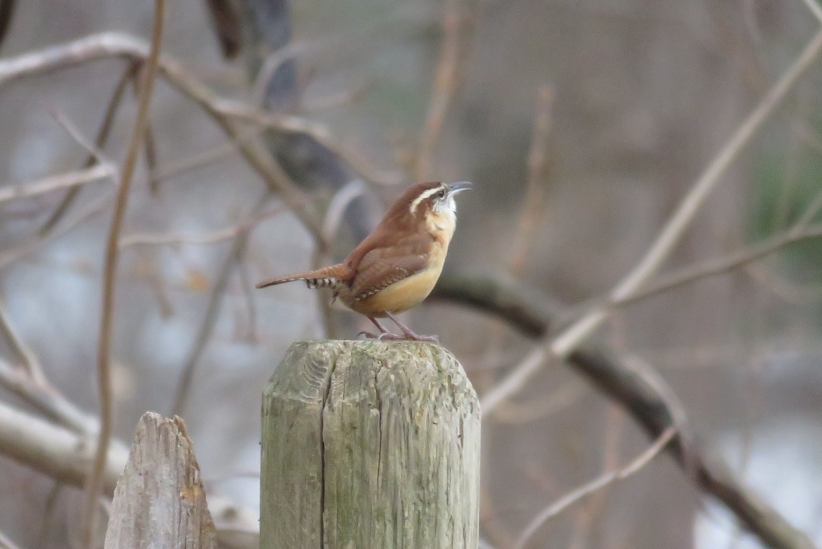 Carolina Wren - ML612639438