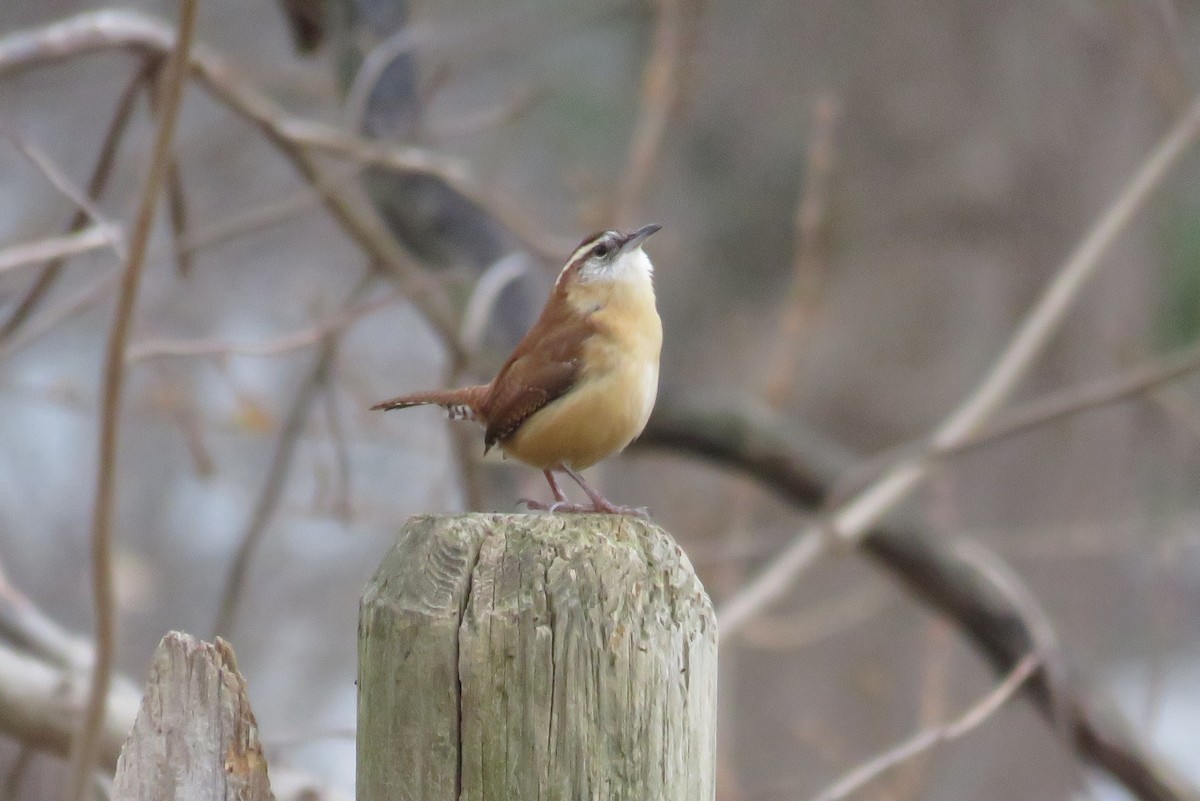 Carolina Wren - ML612639439