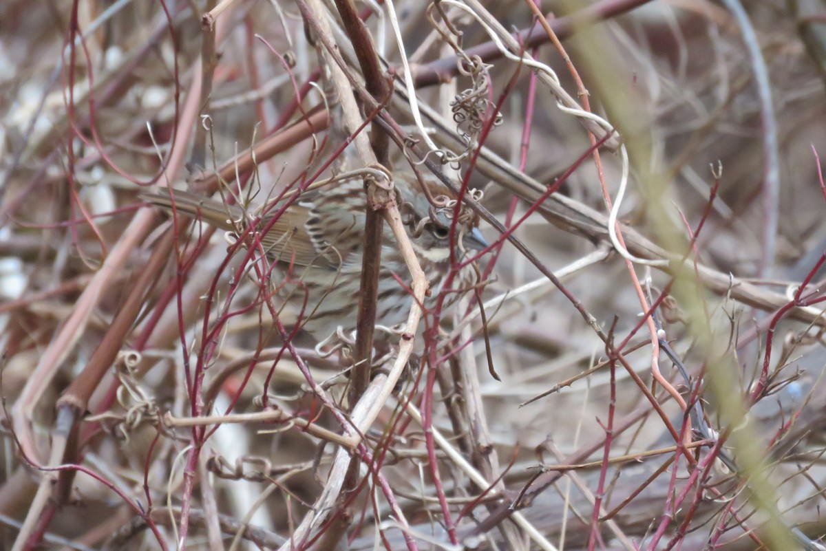Song Sparrow - ML612639447
