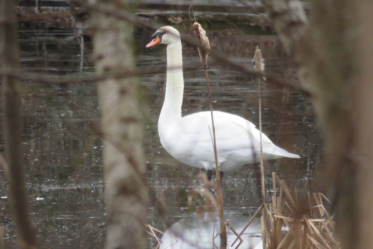 Mute Swan - ML612639449