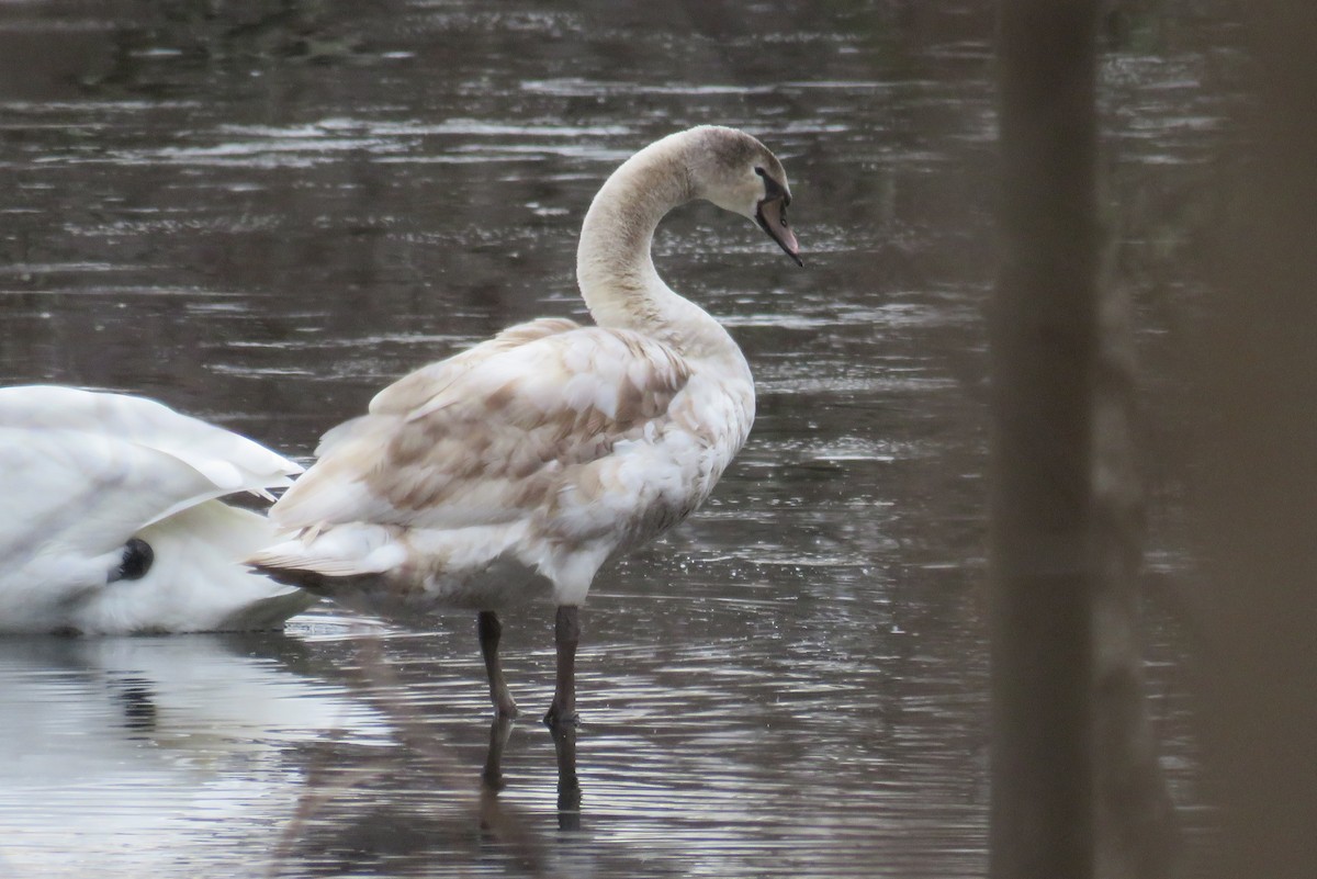 Mute Swan - ML612639450