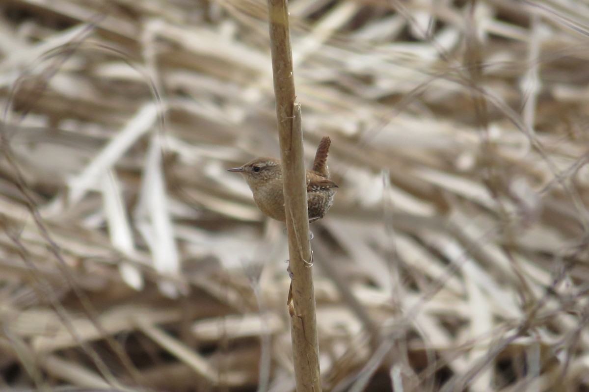 Winter Wren - ML612639452