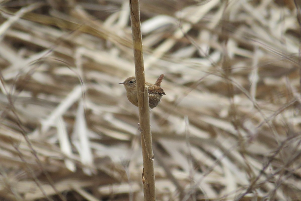 Winter Wren - ML612639453