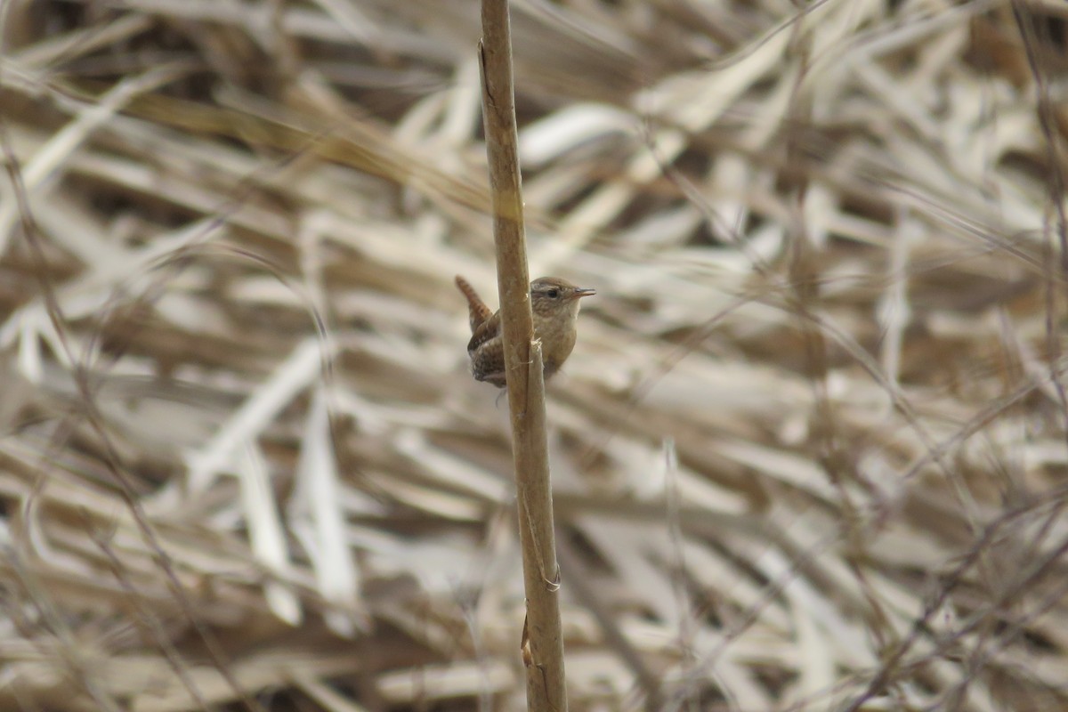 Winter Wren - ML612639456
