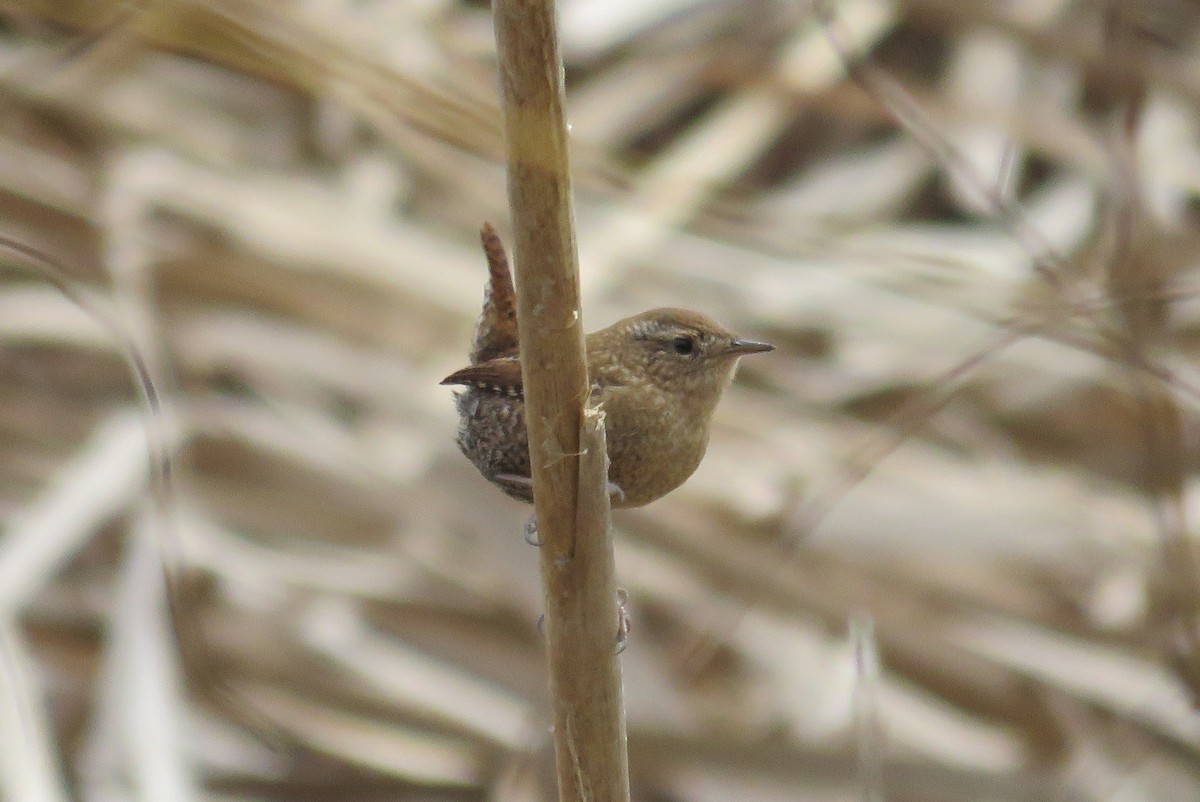 Winter Wren - ML612639457