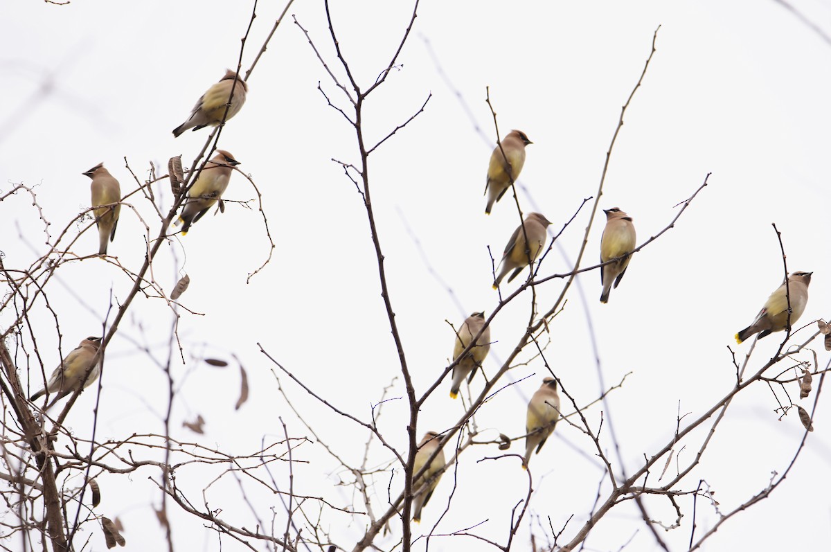 Cedar Waxwing - ML612639514