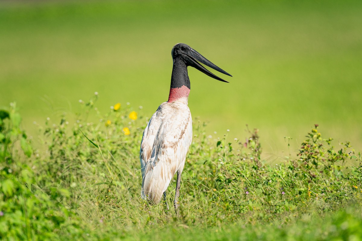 Jabiru d'Amérique - ML612639531