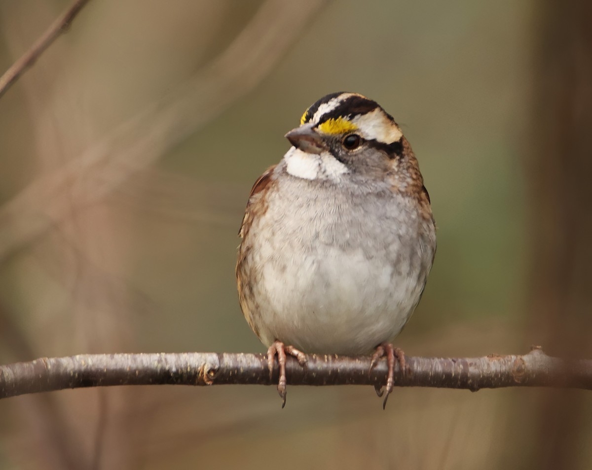 White-throated Sparrow - ML612639533