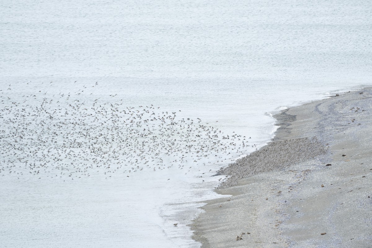 Hudsonian Godwit - ML612639577