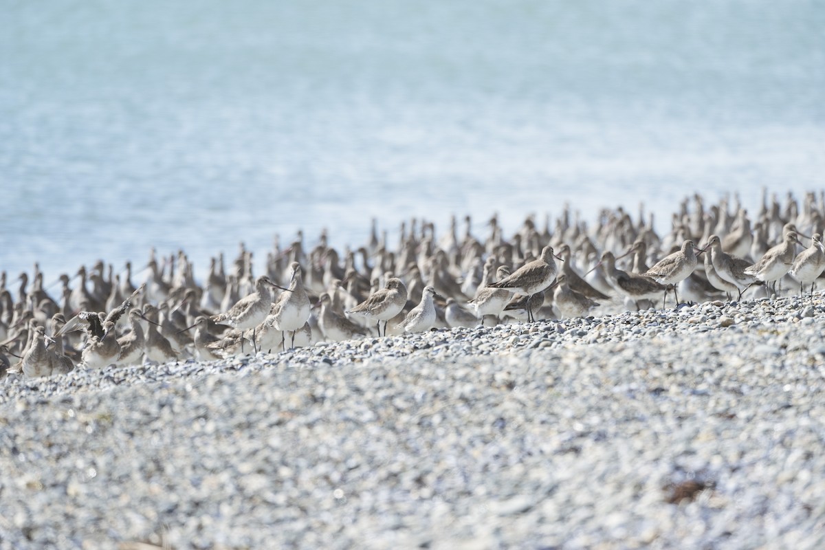 Hudsonian Godwit - ML612639594