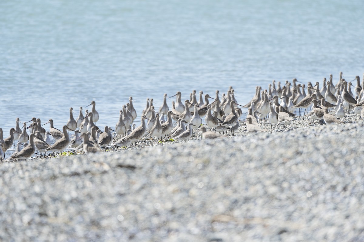 Hudsonian Godwit - ML612639595