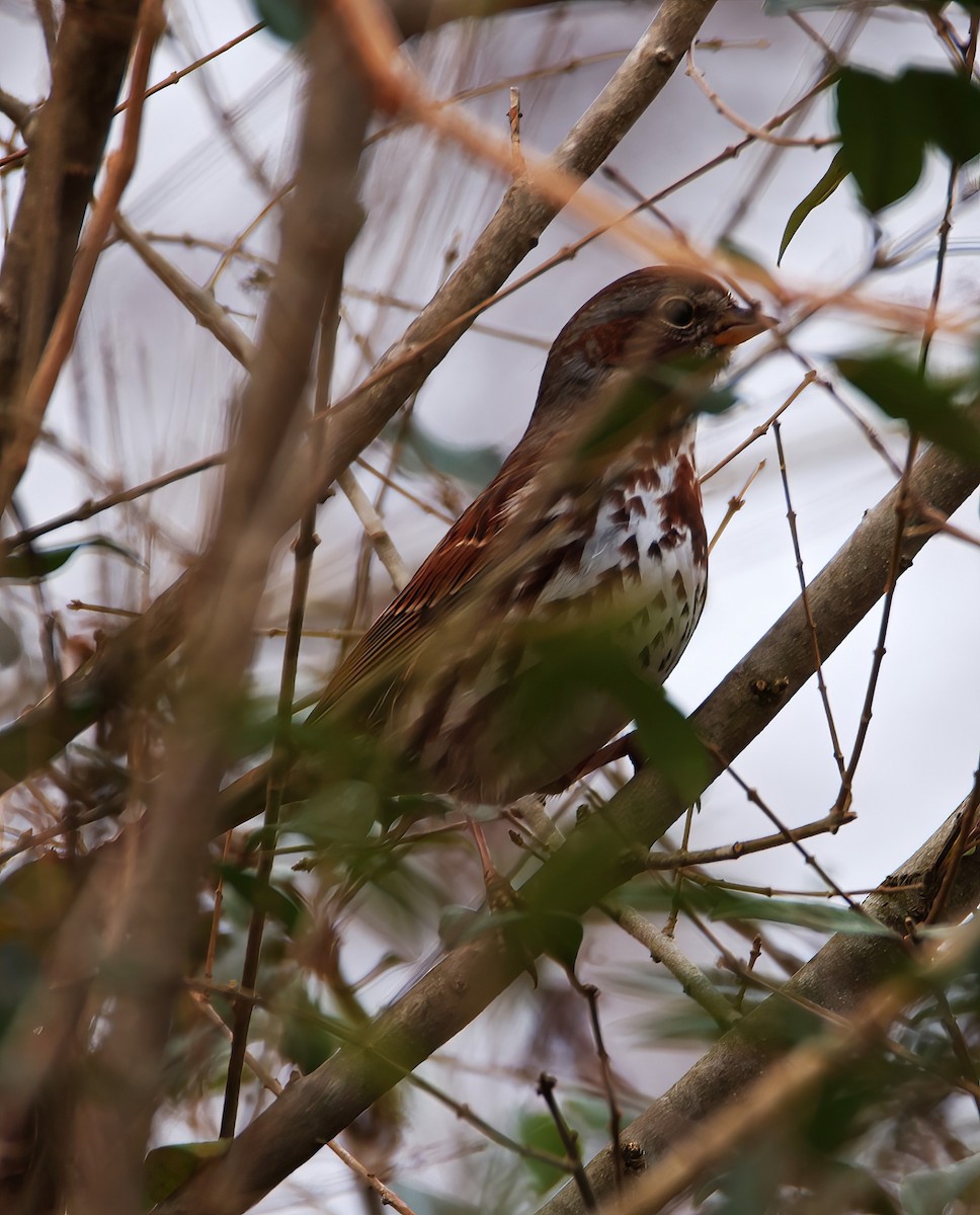 Fox Sparrow (Red) - ML612639604