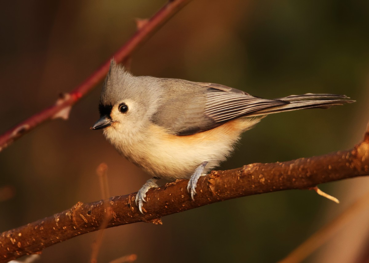 Tufted Titmouse - ML612639634