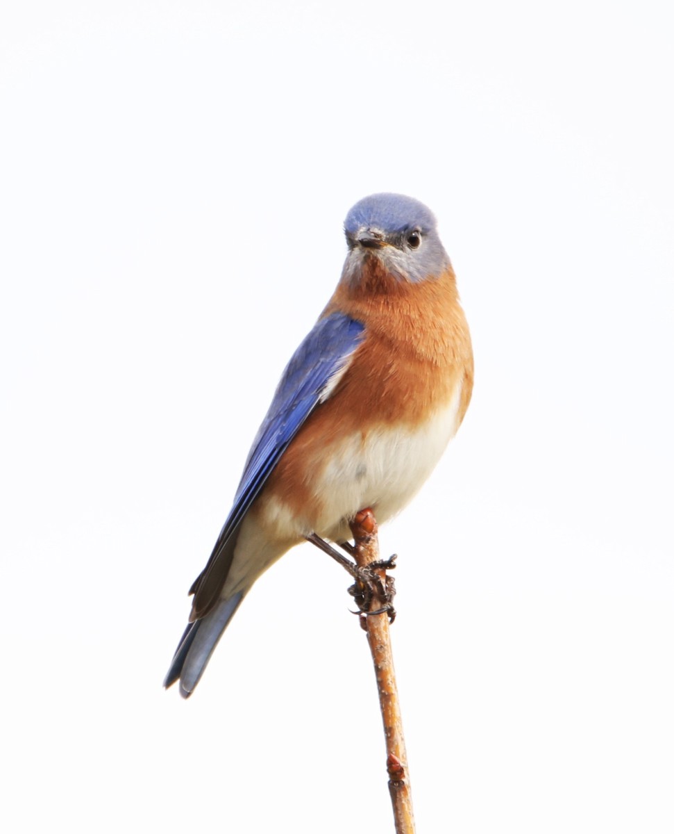 Eastern Bluebird (Eastern) - Jim Stasz