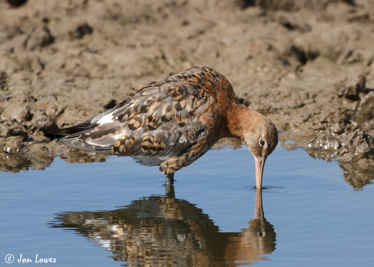 Black-tailed Godwit (islandica) - ML612639648