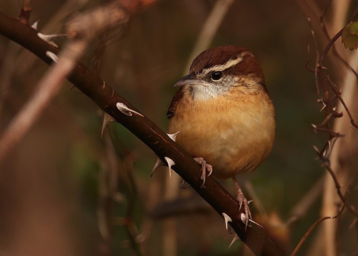 Carolina Wren (Northern) - ML612639653