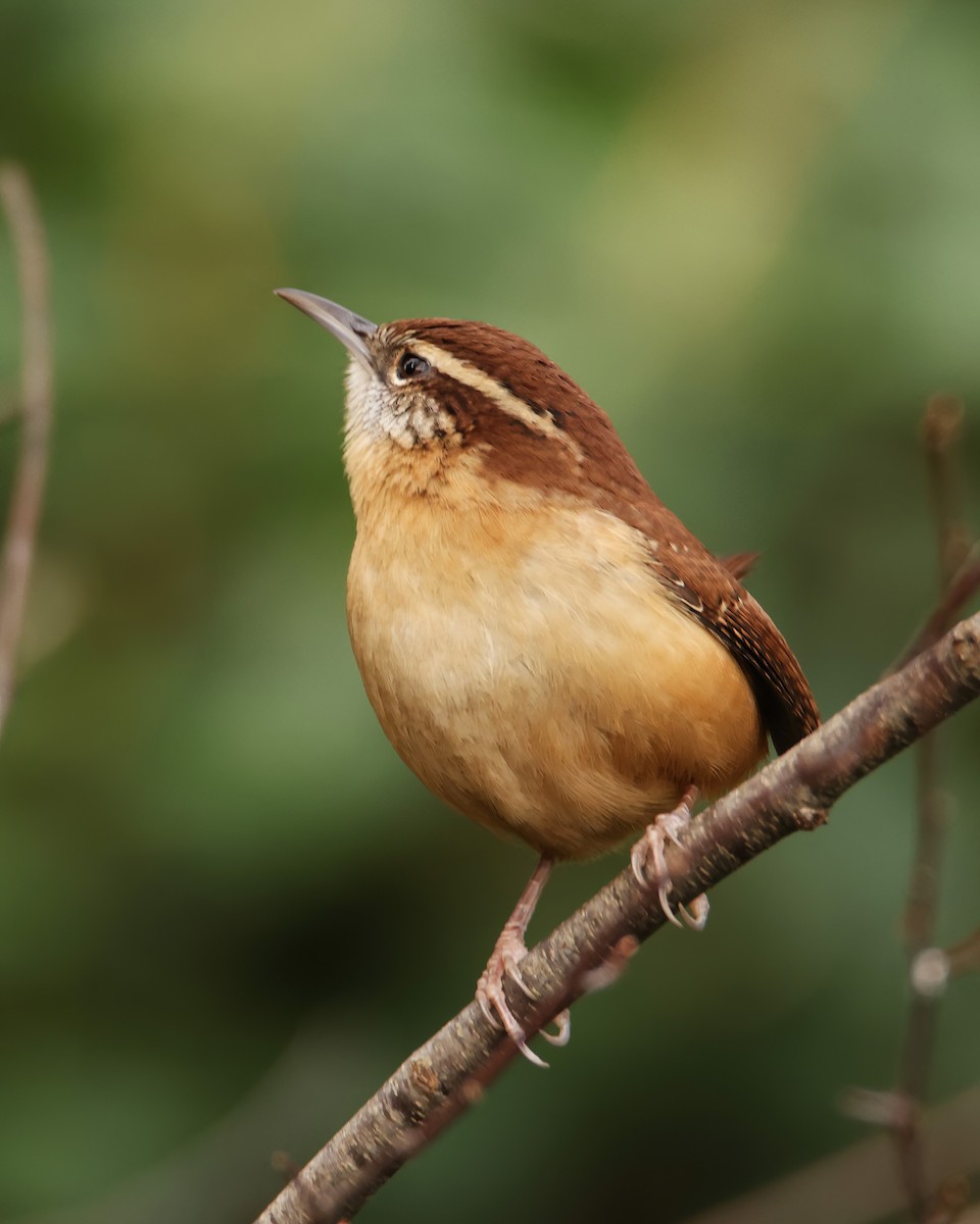 Carolina Wren (Northern) - ML612639654