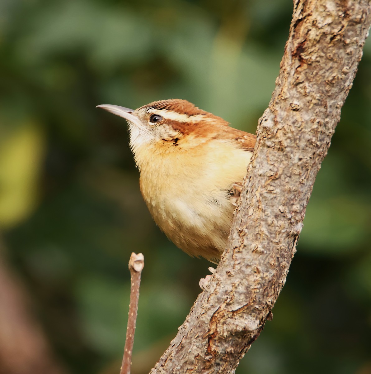 Carolina Wren (Northern) - ML612639655