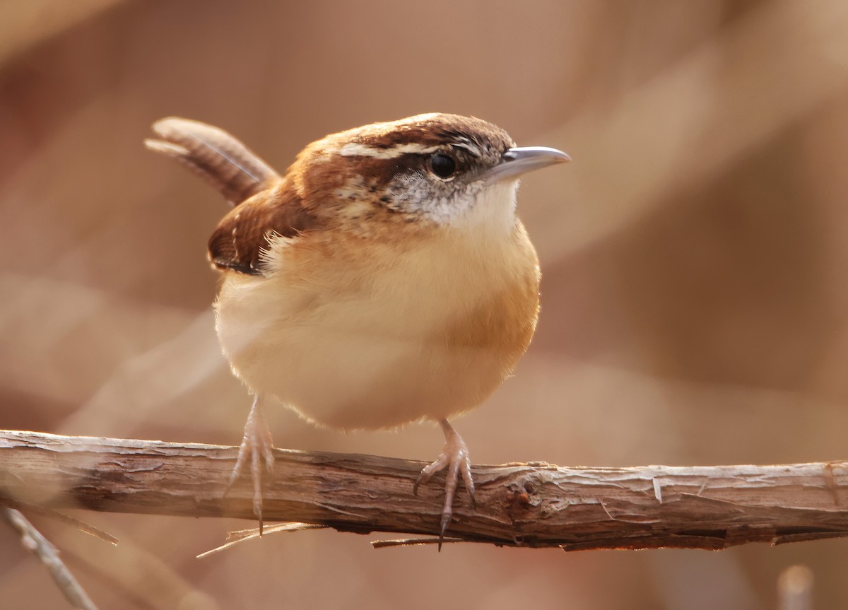 Carolina Wren (Northern) - ML612639656