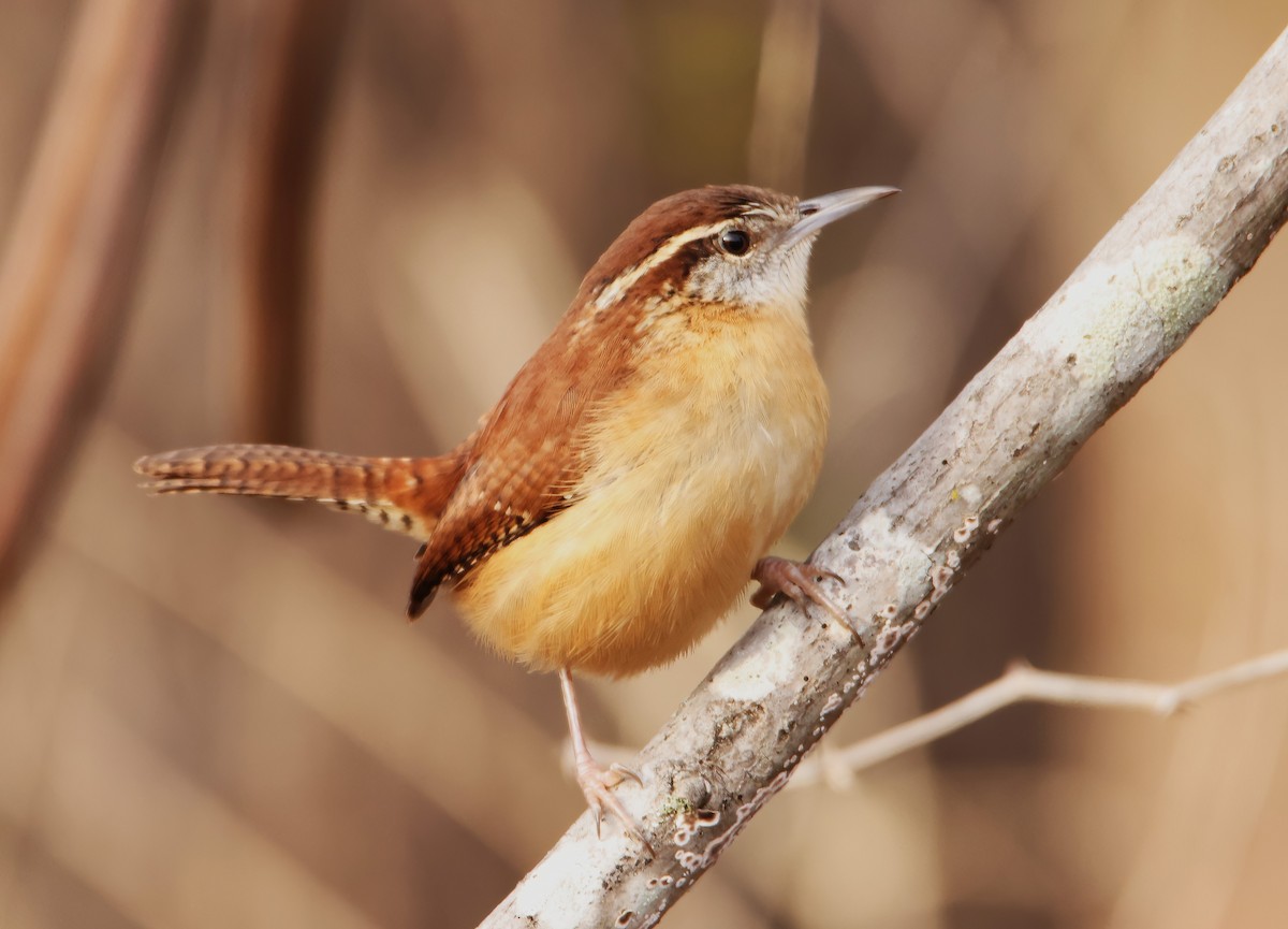 Carolina Wren (Northern) - ML612639657