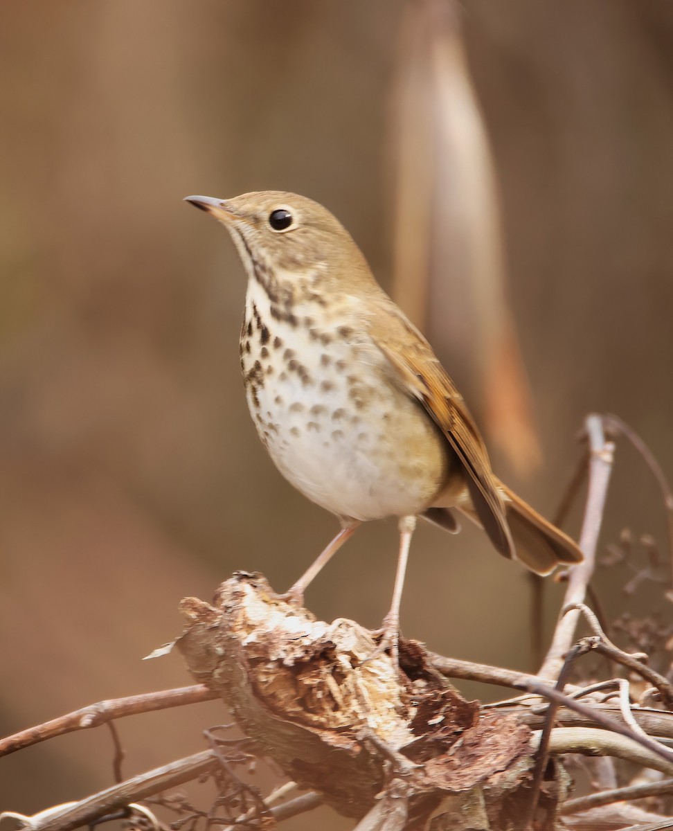 Hermit Thrush (faxoni/crymophilus) - ML612639670