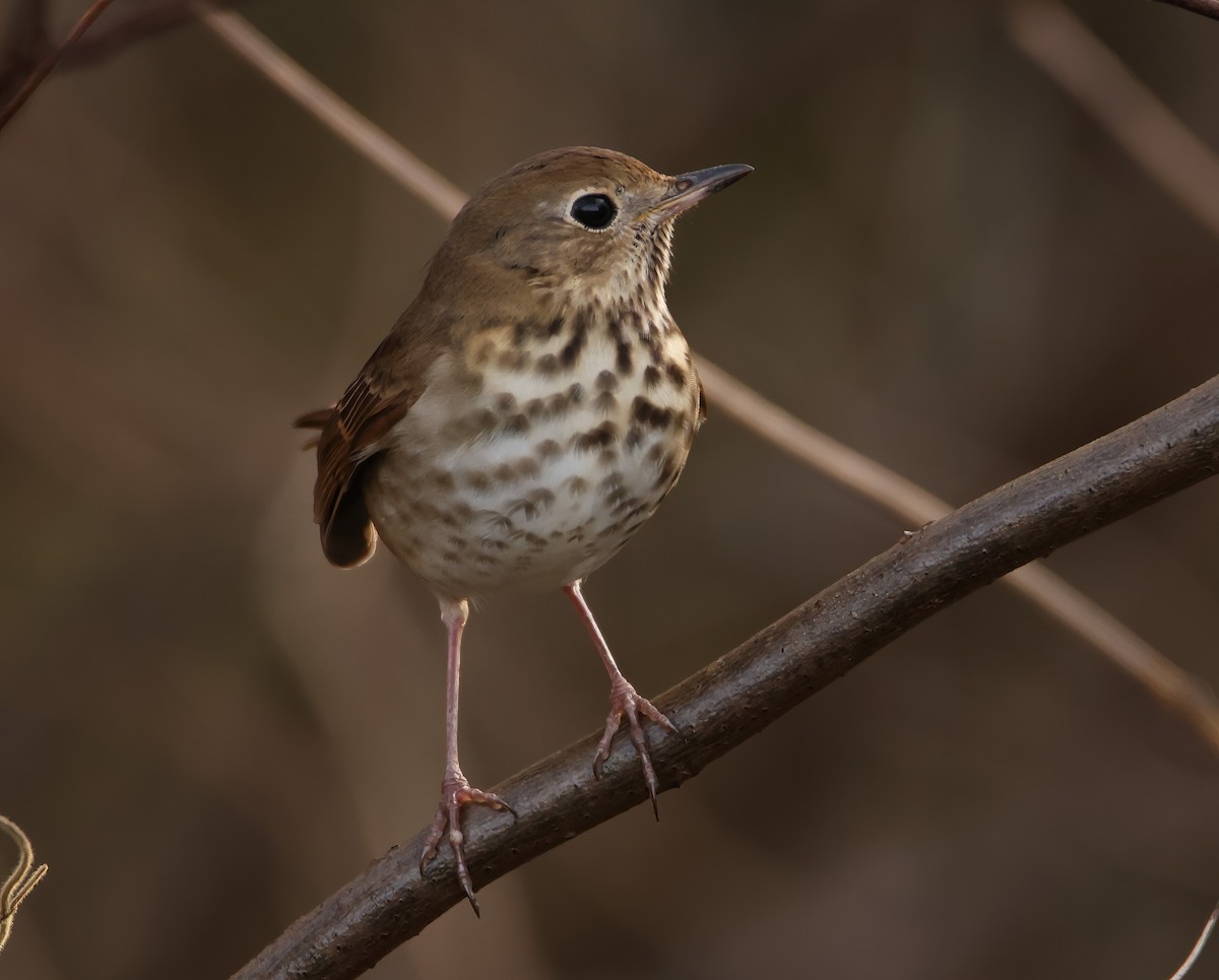 Hermit Thrush (faxoni/crymophilus) - ML612639671