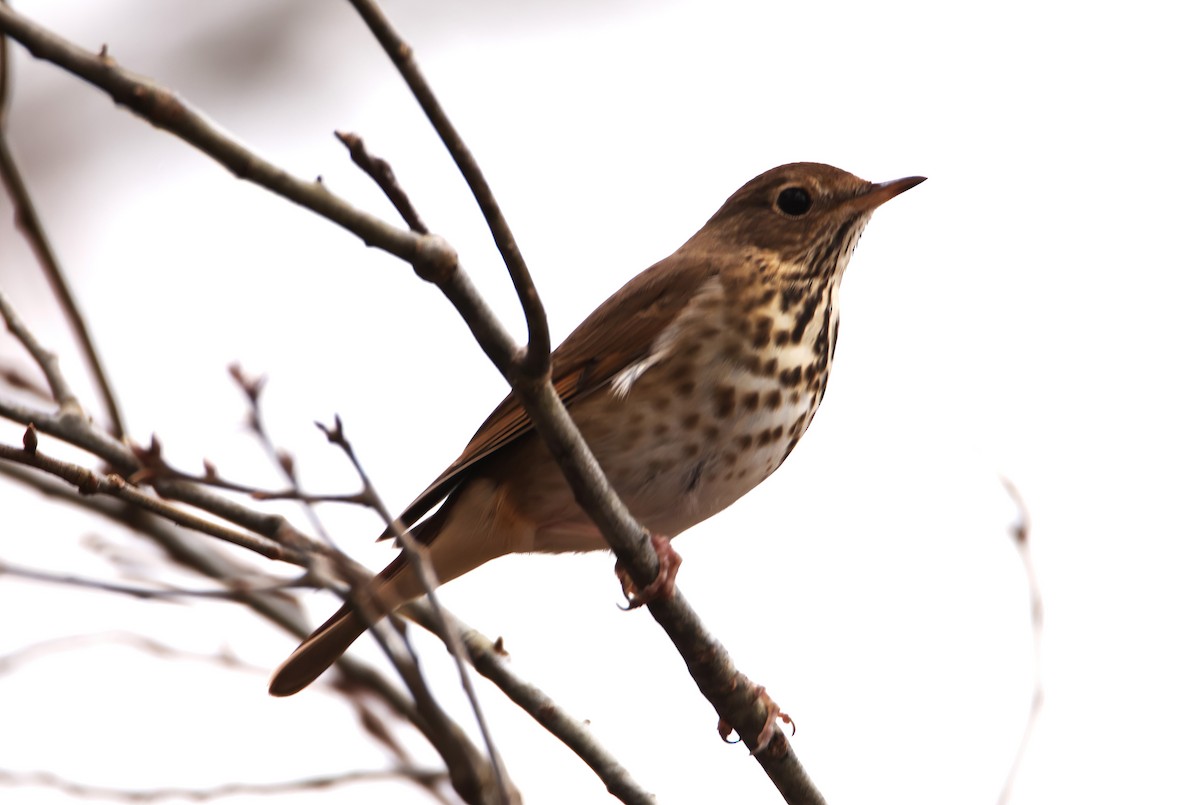 Hermit Thrush (faxoni/crymophilus) - ML612639672