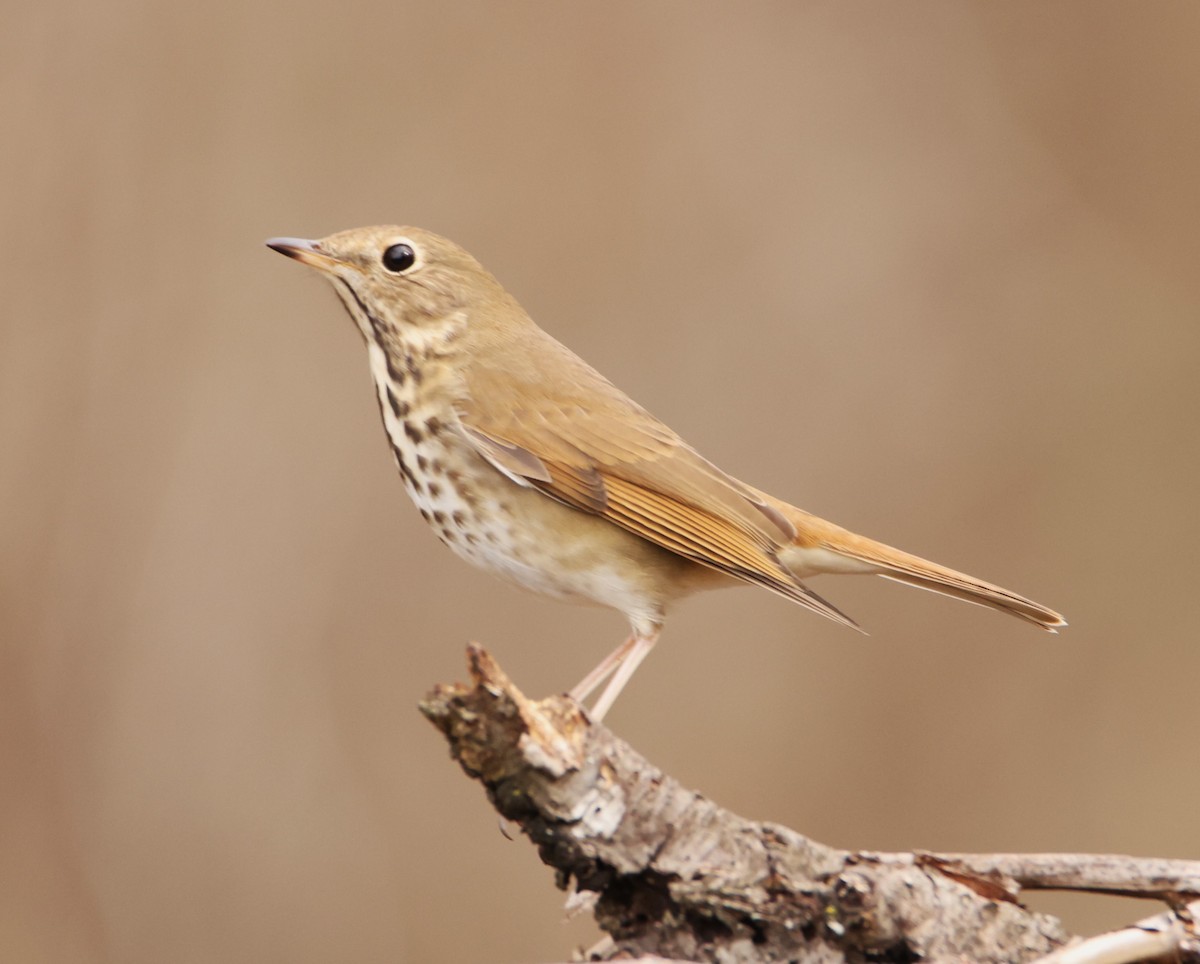 Hermit Thrush (faxoni/crymophilus) - ML612639673