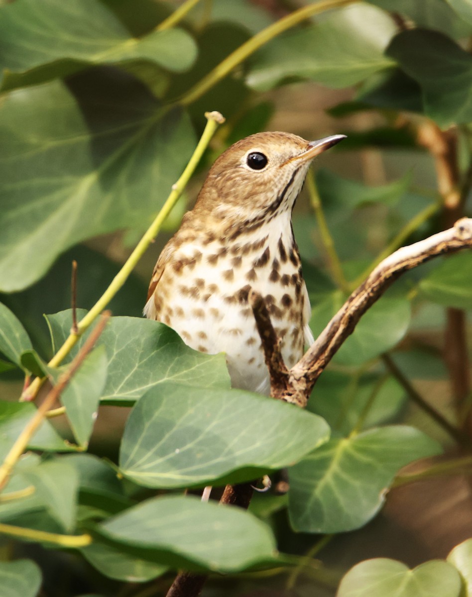 Hermit Thrush (faxoni/crymophilus) - ML612639674