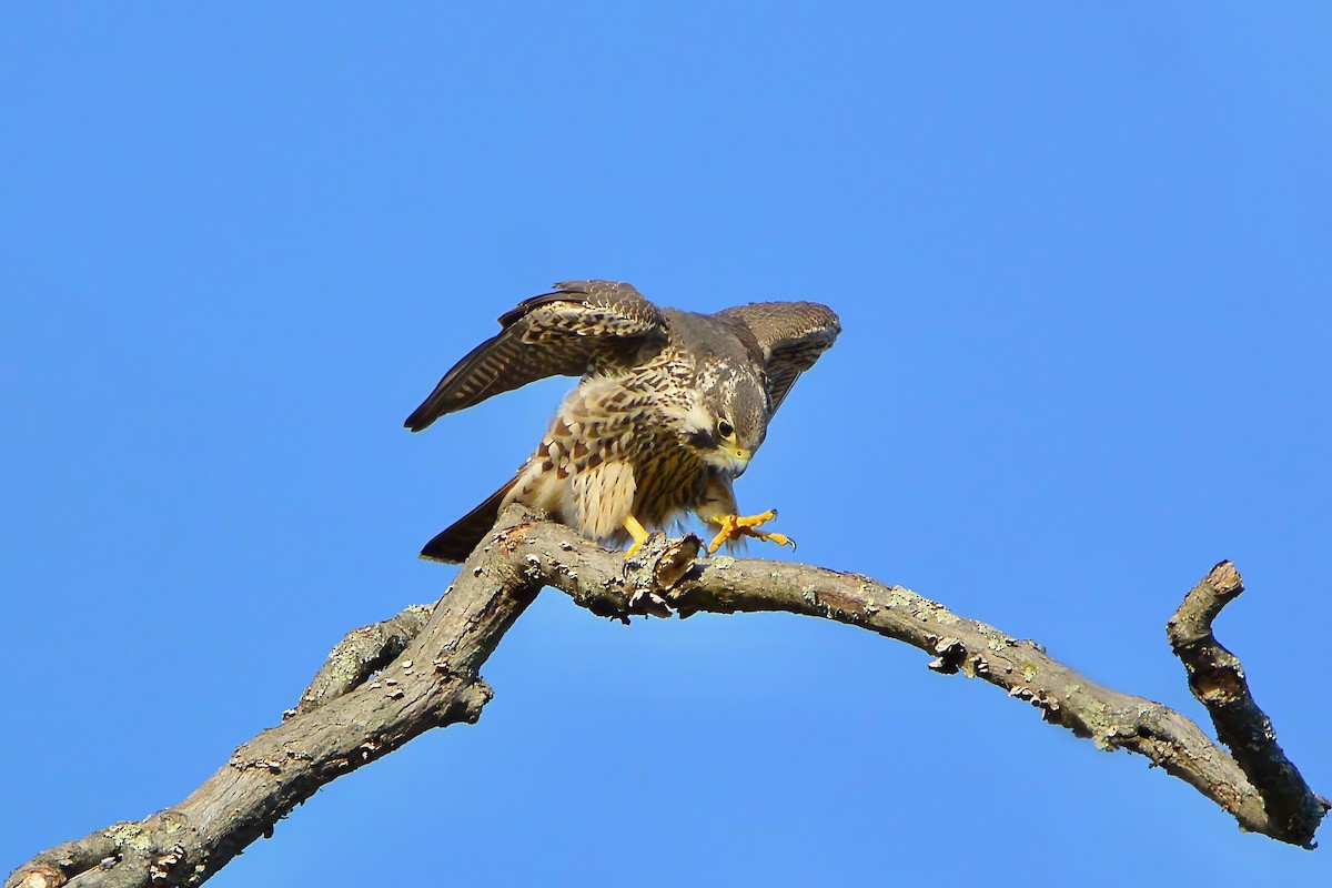 Peregrine Falcon - ML612639722