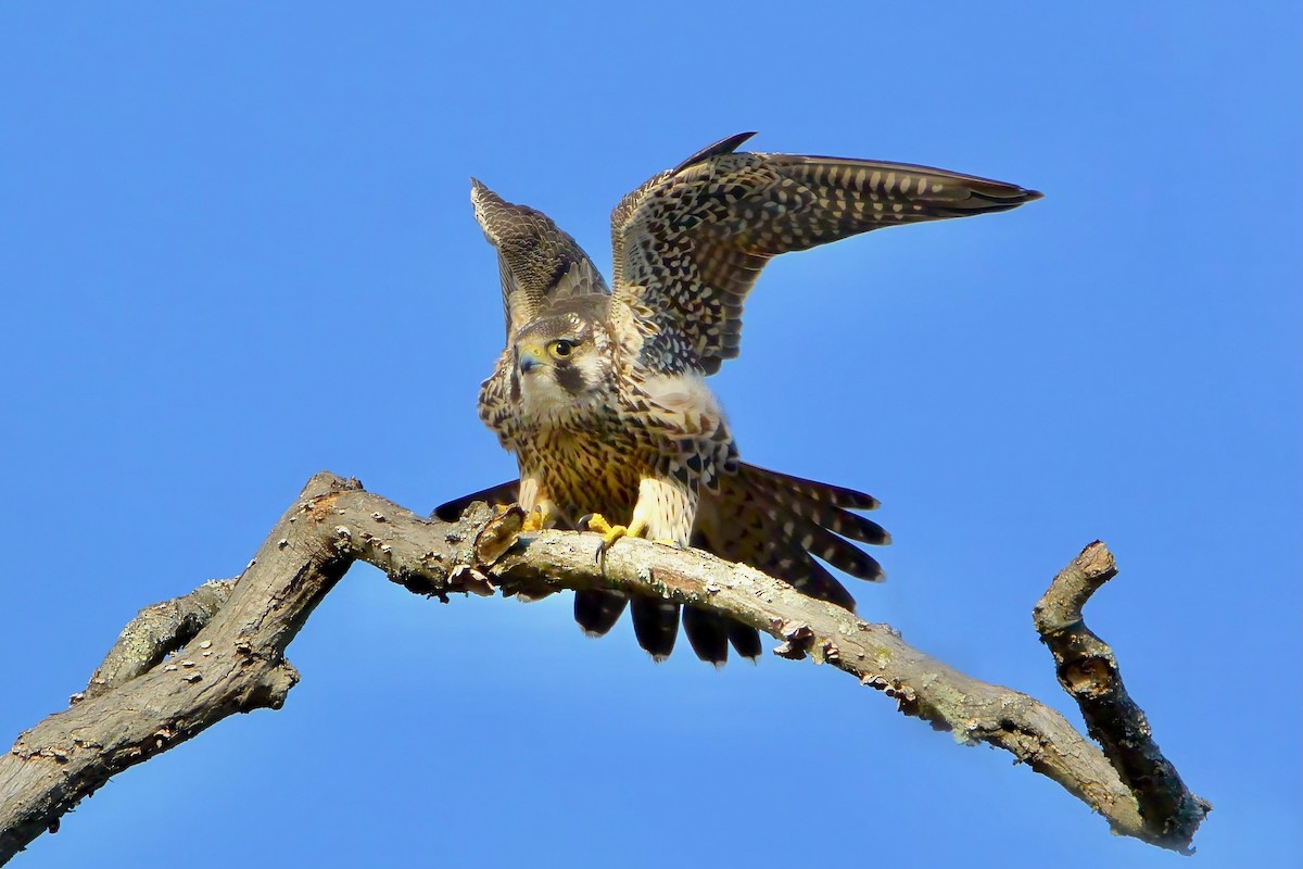 Peregrine Falcon - ML612639723