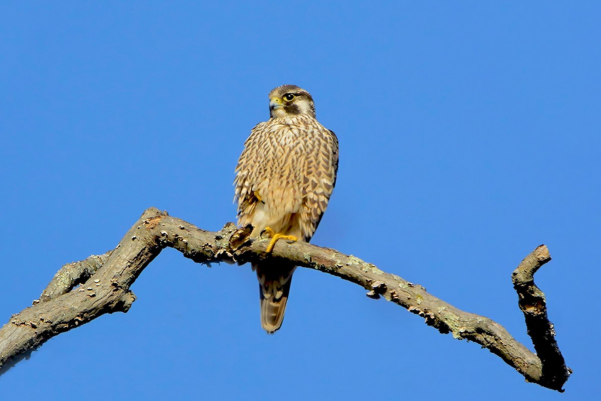 Peregrine Falcon - ML612639724