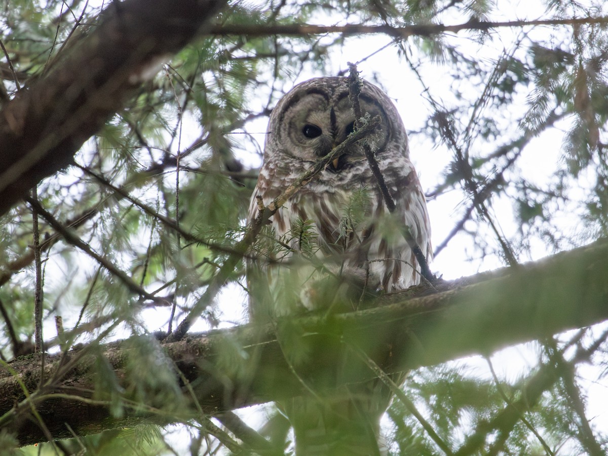 Barred Owl - ML612639768
