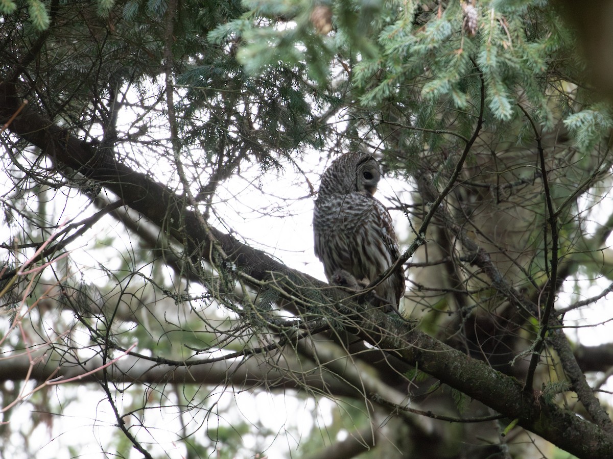 Barred Owl - ML612639809